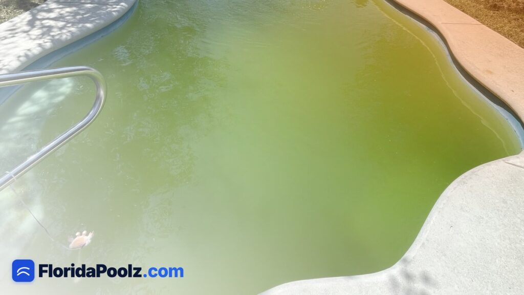 Mustard Algae: The Pool Problem That Looks Like Dirt